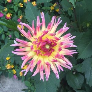 Meet your Posher, Joanna